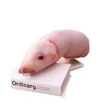 Pig Pillow